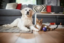 Philips Performer Silent Beutel Staubsauger, Allergiefilter, 99.9 % Staubaufnahme, 750 W, Rot (FC8784/09) -Staubsauger Förderung 61aa25490620582b38c65594b7bb9ff5